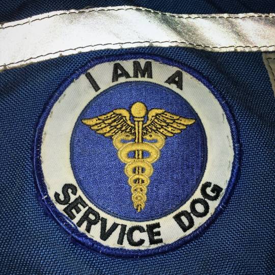 A blue service dog vest with patch.